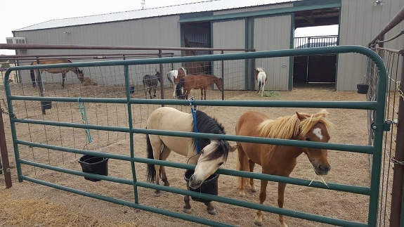 Horses in Runs